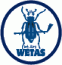 Wetas